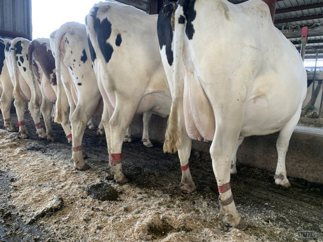 (21 Head) Holstein cows